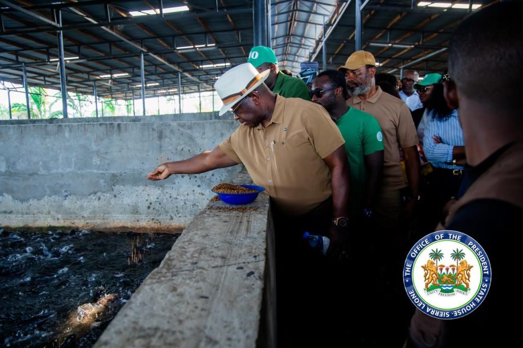 Sierra Leone’s President Bio Showcases Practical Leadership In Agriculture, Visits Newton Poultry And Commences 22-Metric Ton Fish Harvest