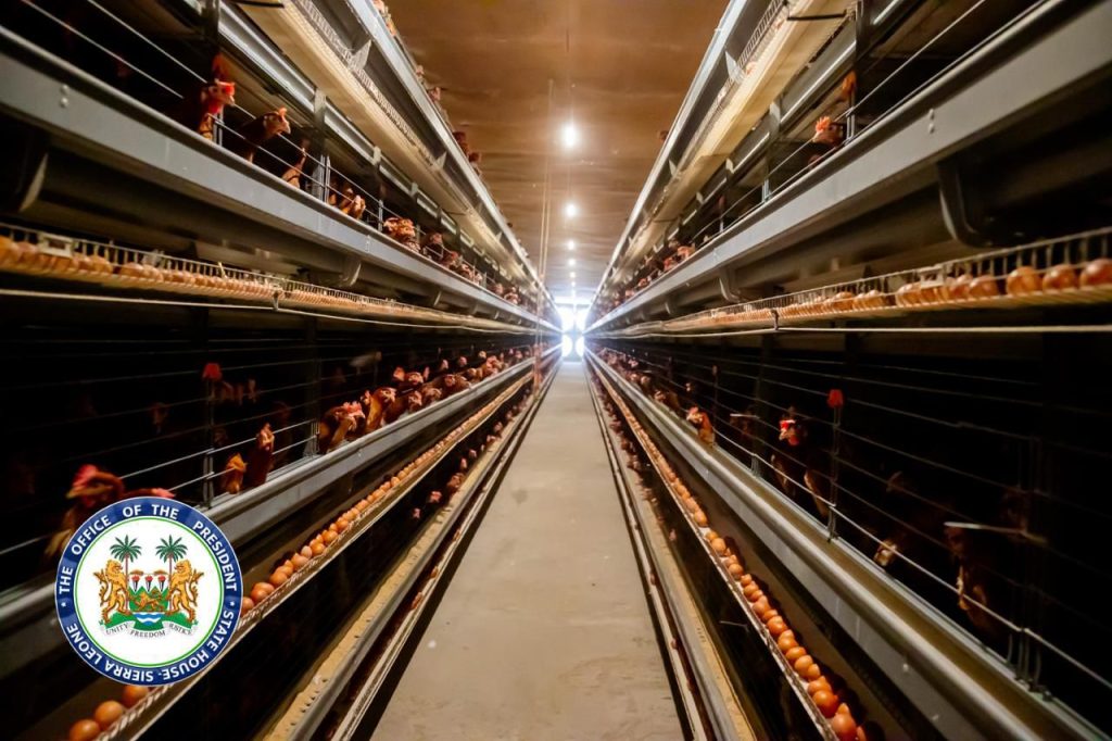 Sierra Leone’s President Bio Showcases Practical Leadership In Agriculture, Visits Newton Poultry And Commences 22-Metric Ton Fish Harvest