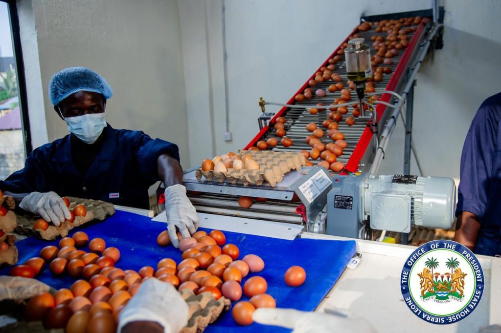 Sierra Leone’s President Bio Showcases Practical Leadership In Agriculture, Visits Newton Poultry And Commences 22-Metric Ton Fish Harvest